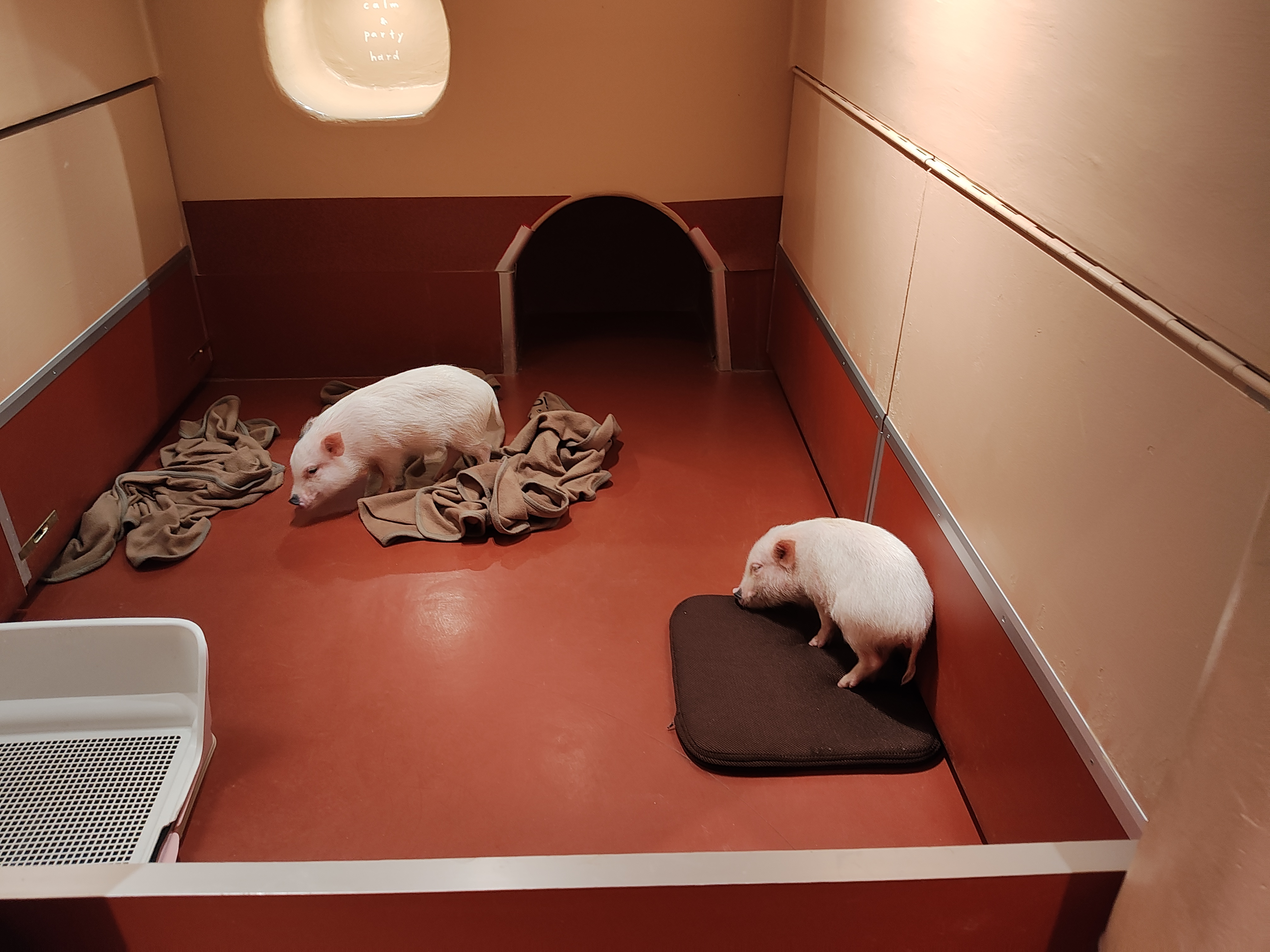 Some pics of the pigs. THey were pretty cute, even if I felt bad for them.